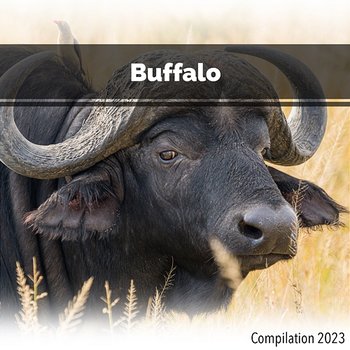 Buffalo Compilation 2023 - John Toso, Mauro Rawn, Benny Montaquila Dj