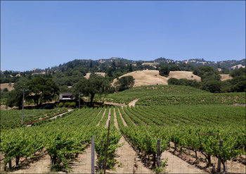 California Vineyards., Carol Highsmith - plakat 29,7x21 cm - Galeria Plakatu