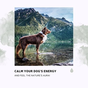 Calm Your Dog's Energy and Feel the Nature's Aura! - Various Artists