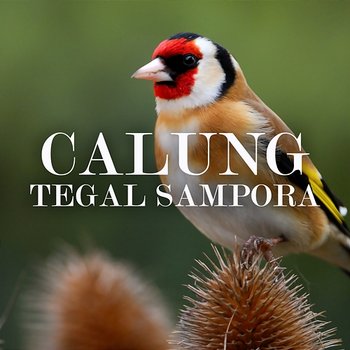 Calung Tegal Sampora - Darso