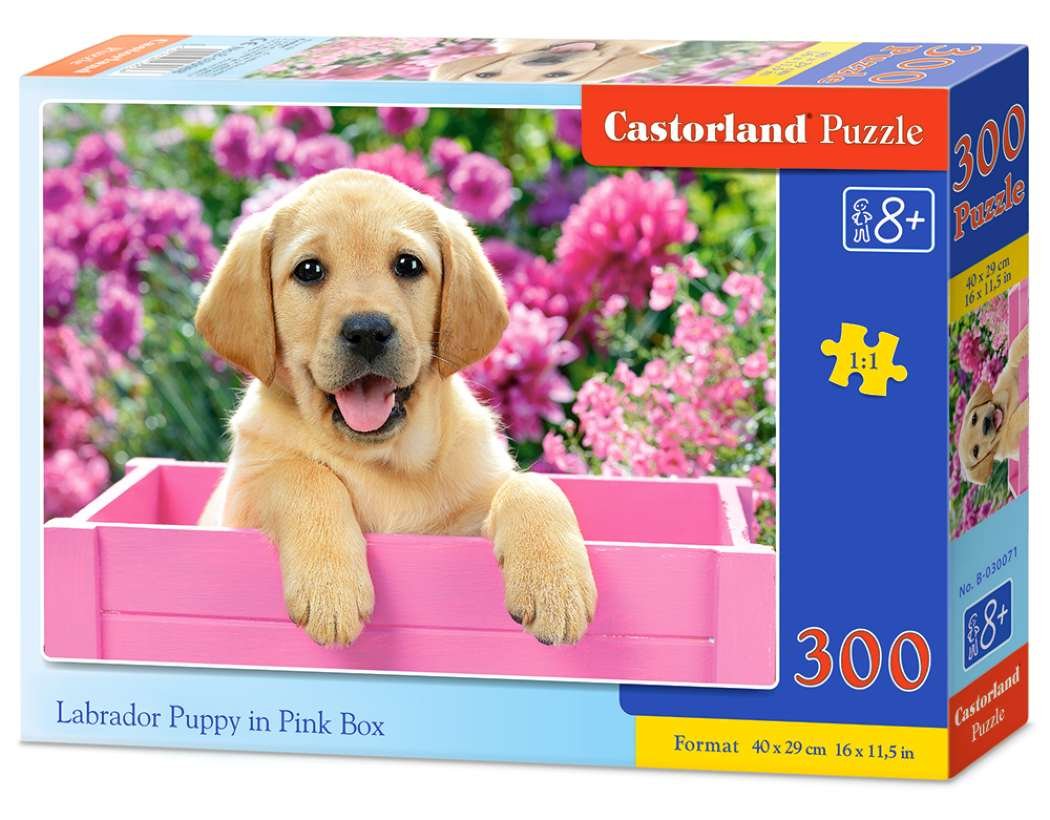Castorland, puzzle, Labrador Puppy in Pink Box, 300 el.