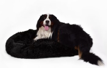 Černá plyšový pelech Shaggy pro psa 120 cm - BB-Shop