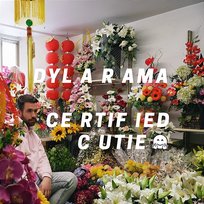 Certified Cutie Dylarama