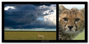 Cheetah And Storm plakat obraz 100x50cm - Wizard+Genius