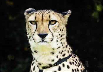 Cheetah at Myrtle Beach Zoo, Carol Highsmith - plakat 29,7x21 cm - Galeria Plakatu