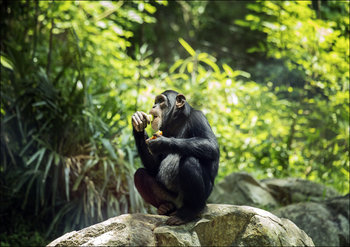 Chimpanzee at the North Carolina Zoological Park in Asheboro, North Carolina., Carol Highsmith - plakat 29,7x21 cm - Galeria Plakatu