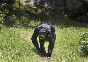 Chimpanzee at the North Carolina Zoological Park in Asheboro, North Carolina, Carol Highsmith - plakat 42x29,7 cm - Galeria Plakatu