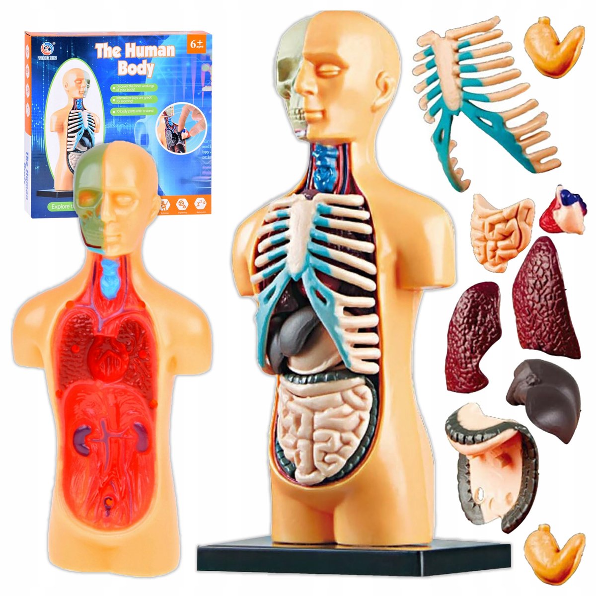 Ciało Człowieka Model Anatomiczny Z Organami Zestaw Edukacyjny Dla ...