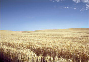 Classic Kansas field of waving wheat., Carol Highsmith - plakat 29,7x21 cm - Galeria Plakatu