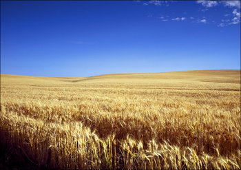 Classic Kansas field of waving wheat., Carol Highsmith - plakat 42x29,7 cm - Galeria Plakatu