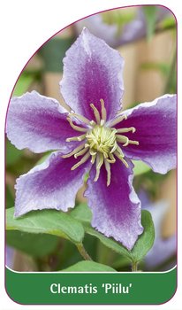 Clematis 'Piilu' - A etykieta szkółkarska - Inny producent