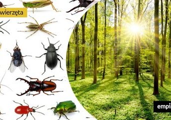 Co gryzie w lesie? Jak unikać ukąszeń i na jakie owady uważać?