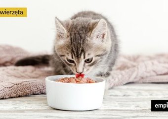 Co jedzą koty? Co mogą jeść, a czego nie?
