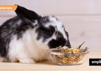 Co jedzą króliki? Podstawy żywienia