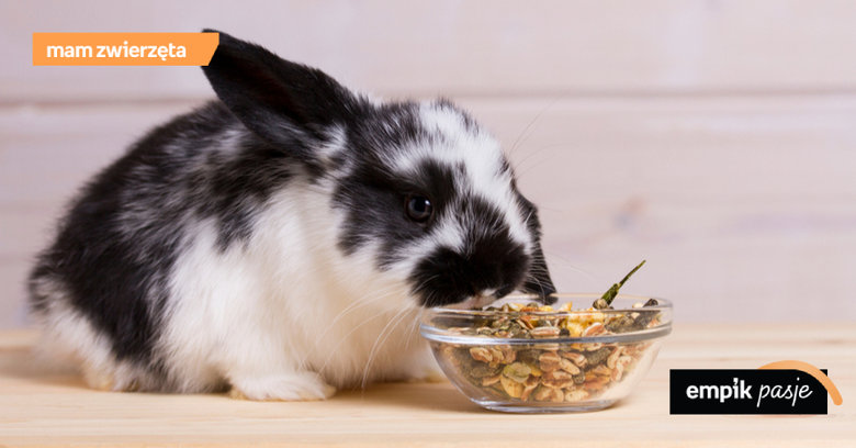 Co jedzą króliki? Podstawy żywienia