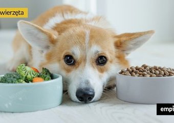 Co może jeść pies? Lista produktów, które mogą się znaleźć w psiej misce 