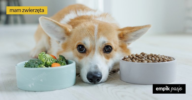Co może jeść pies? Lista produktów, które mogą się znaleźć w psiej misce 