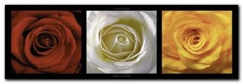 Coeurs De Roses plakat obraz 95x33cm - Wizard+Genius