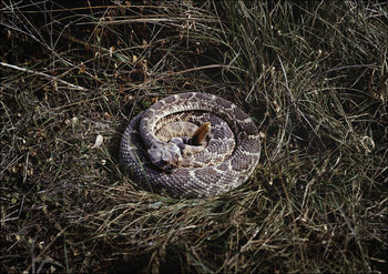 Coiled rattlesnake in brush outside San Marcos, Texas., Carol Highsmith - plakat 40x30 cm - Galeria Plakatu