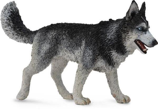 Collecta, Figurka kolekcjonerska, Pies Rasy Husky Syberyjski, nr kat 88707