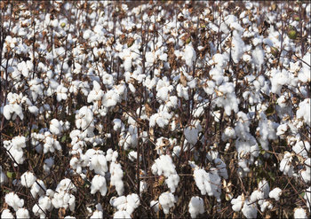 Cotton field in rural Tunica County, Mississippi, Carol Highsmith - plakat 91,5x61 cm - Galeria Plakatu