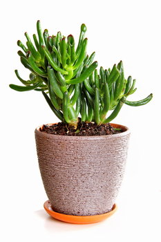 Crassula Hobbit, Grubosz  XL P17 - DIXIE STORE