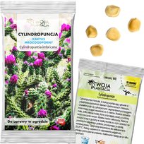 Cylindropuntia Imbricata Nasiona Kaktus Jadalny Mrozoodporny 5 Nasion