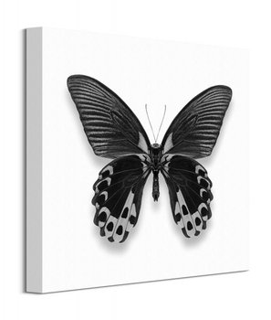 Czarny Motyl - obraz na płótnie - Art Group