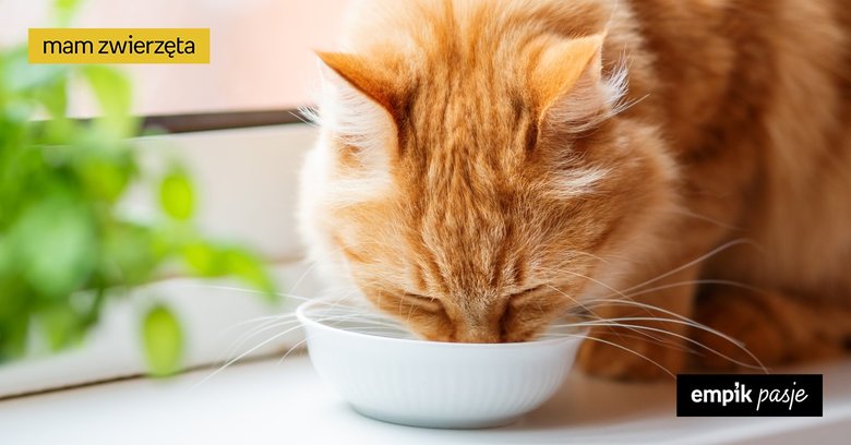Czy koty mogą pić mleko?