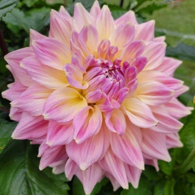 Królik Królik Różowy Dalia Dekoracyjna Bahama Mama 1 Szt.