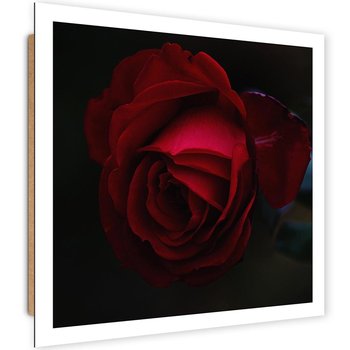 Deco Panel CARO Piękna czerwona róża, 60x60 cm - Caro