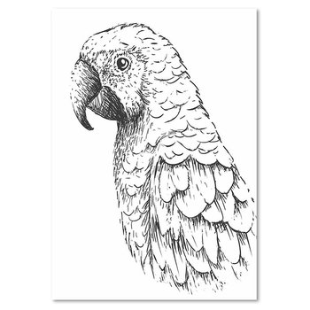 Deco panel FEEBY, Rysunek papugi, 40x60 cm - Feeby