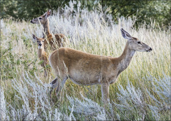 Deer in the tall grass below Devil’s Tower National Monument in Crook County, Wyoming, Carol Highsmith - plakat 29,7x21 cm - Galeria Plakatu