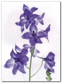 Delphinium plakat obraz 60x80cm - Wizard+Genius