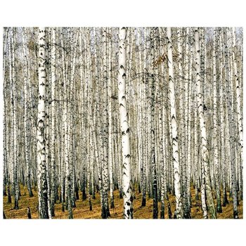 Dense Forest Of Birch Trees 80x100 - Legendarte