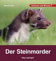 Der Steinmarder Hase und Igel