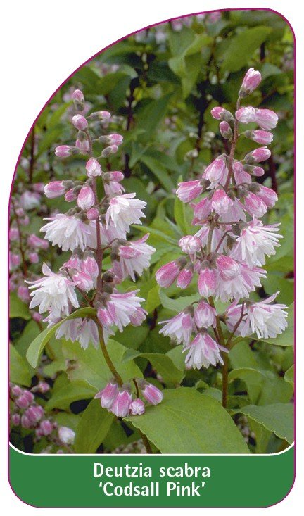 Deutzia scabra 'Codsall Pink' etykieta szkółkarska - Euroflora | Sklep ...