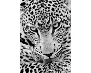 Diamentowa mozaika 27x19cm jaguar - Collection D`Art
