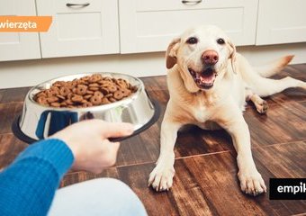 Dieta dla psa
