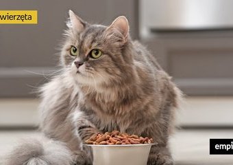 Dlaczego kot jest ciągle głodny? Polifagia u kota