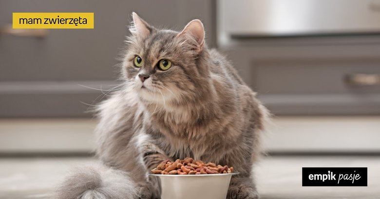 Dlaczego kot jest ciągle głodny? Polifagia u kota