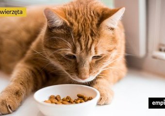 Dlaczego kot nie chce jeść?