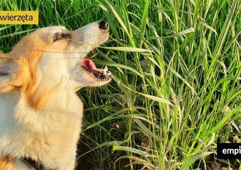 Dlaczego pies je trawę? 