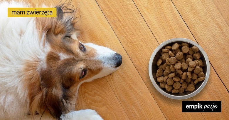 Dlaczego pies nie chce jeść suchej karmy? 5 głównych powodów
