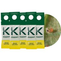 Dobroczynek Kalifornijski 5 szt. 