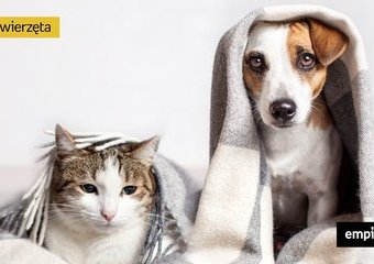 Dom tymczasowy dla psa i kota – na czym to polega?