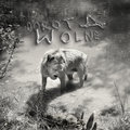 Dorota Wolne - Masłowska Dorota
