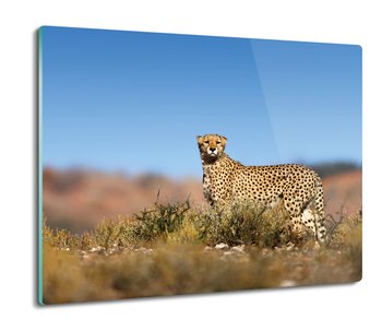druk ochrona na indukcję Gepard krzaki trawa 60x52, ArtprintCave - ArtPrintCave