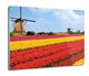 druk osłona splashback Tulipany pole Holand 60x52, ArtprintCave - ArtPrintCave