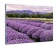 druk osłona splashback ze szkła Lawenda pole 60x52, ArtprintCave - ArtPrintCave